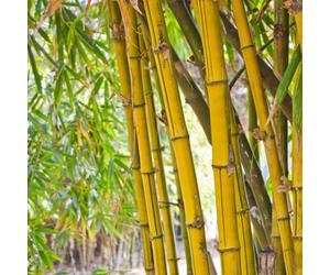 Yougarden Bamboo Collection, Set Of Three Established Plants In 3L Pots, Yellow, Green And Black Bamboo Plants, Ready To Plant And
