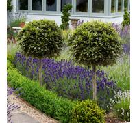 YouGarden Bay Tree Standard 70-80cm tall 70-80cm Green