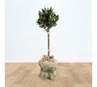 YouGarden Standard Bay Tree Gift Wrapped