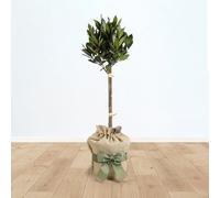 YouGarden Bay Tree Standard Tree 70-80cm Tall, Gift Wrapped in Brown Hessian Bag with Green Fabric Ribbon, Garden Ready, Herb for Patios and Gardens, Edible Bay Plant