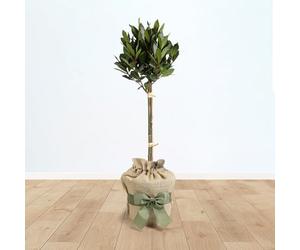 YouGarden Bay Tree Standard Tree 70-80cm Tall, Gift Wrapped in Brown Hessian Bag with Green Fabric Ribbon, Garden Ready, Herb for Patios and Gardens, Edible Bay Plant