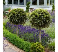Yougarden Bay Tree Standard Tree 70-80Cm Tall, Single Garden Ready Potted Bay, For Patios And Gardens, Edible Plant