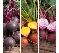 YouGarden Beetroot Rainbow Mix 12 x Plug Plants - Colourful Varieties, Ready to Plant, Great for Pots