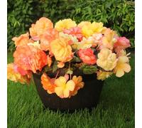 YouGarden Begonia 'Amber Delight', Set of 12 Plug Plants