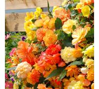 YouGarden Begonia 'Apricot Fiery Shades' plug plants x12