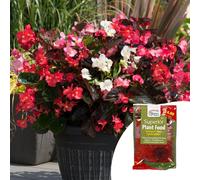 YouGarden Begonia 'Big Mixed' Garden Ready Plants x20 & 100g Fertil...