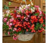 Yougarden Begonia 'hula' Mixed, 30 X Garden Ready Plants, Long Flowering, Summer Blooms, Baskets Container Plant