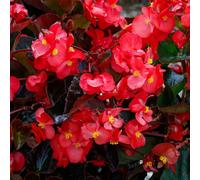 YouGarden Begonia 'Megawatt' plug plants x12 & 100g Fertiliser