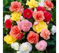 YouGarden Begonia 'Non Stop' Mix plug plants x24