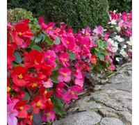YouGarden Begonia 'Sahara', Set of 20 Garden Ready Plants, Ready to Plant Out Plant Plugs for Gardens, Grow in Pots, Beds, and Garden Borders, Summer Flowering Begonia