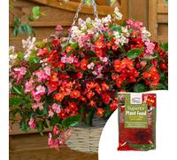 YouGarden Begonia semperflorens Hula plug plants x12 & 100g Fertiliser