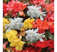 YouGarden Begonia 'SuperCascade' Mix Plug Plants x24