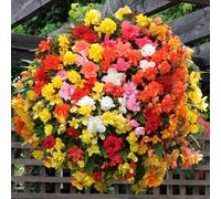 YouGarden Begonia 'SuperCascade' Mix Plug Plants x24