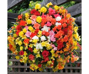 YouGarden Begonia 'SuperCascade' Mix Plug Plants x24