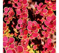 YouGarden Berberis thunbergii 'Orange Sunrise', Compact Shrub in 9cm Pot, Ready to Plant, Vibrant Foliage Year-Round Interest