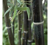 Yougarden Black Bamboo, Established Garden Plant, Phyllostachys In 3L Pot, 50-80Cm Tall Plant, Ready To Plant Out, Black Bamboo