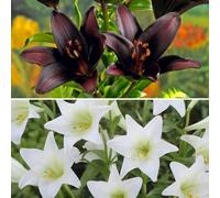 YouGarden Black & White Lily Collection x20 Bulbs