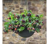 YouGarden Blackberry 'Cascade' in 9cm pots x3