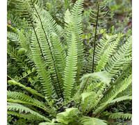 YouGarden Blechnum spicant Fern, Established Plant in 9cm Pot, Evergreen Hardy Shade-Loving Plant Ready To Plant For Gardens