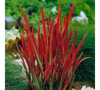 YouGarden Blood Grass Red Baron 9cm pots x3