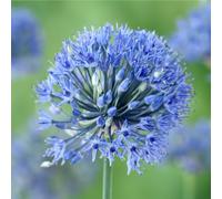 YouGarden Blue Allium Caeruleum, 30 x Bulbs, Size 5+ | Pollinator Friendly Summer Flowers