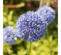 Yougarden Blue Allium Caeruleum, 30 X Bulbs, Size 5+, Pollinator Friendly Summer Flowers