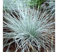 YouGarden Blue Festuca Grass, Ornamental Grass in 9cm Pot, Striking Blue Foliage, Hardy Perennial, Low Maintenance, Drought Tolerant, Great for Borders and Pots