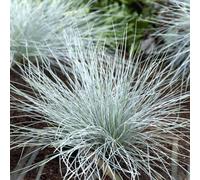 Yougarden Blue Festuca Grass, Ornamental Grass In 9Cm Pot, Striking Blue Foliage, Hardy Perennial, Low Maintenance, Drought Tolera