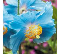 YouGarden - Blue Himalayan Poppy in 9cm Pot - Meconopsis betonicifolia