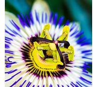 YouGarden Blue Passion Flower, Passiflora caerulea, 2L 90cm cane