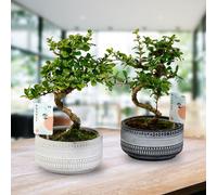 YouGarden Bonsai Tree in a 15cm Ceramic Tribal Mix Pot