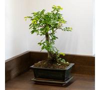 Yougarden Bonsai Tree 'zelkova', Ball Shaped Japanese Elm, 15Cm Ceramic Pot With Tray