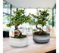 YouGarden Bonsai Tribal Mix, Indoor Tree in 15cm Ceramic Pot, S-Shaped Easy Care Gift Plant
