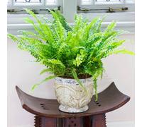 YouGarden Boston Fern Houseplants, Nephrolepis exaltata 'Green Moment', 3 x Established Indoor Plants in 12cm Pots, Ready to Display