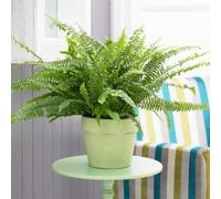 YouGarden Nephrolepis Sonata hangpot 19cm 50 - 60cm 19cm Hangi Green