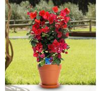 YouGarden Bougainvillea Trellis in 17cm Pot x1 PURPLE