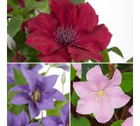 YouGarden Boulevard Patio Clematis Collection (3 x 10.5cm) 3 x 10.5cm Multi