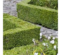 Yougarden Box Hedging Pack, 12 X Plants In 9Cm Pots, Buxus Sempervirens