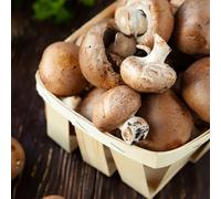 YouGarden Brown Mushroom Growing Kit. Grow Your Own Mushrooms Kit. Gardening Gifts For Women, Men And Kids. Mushroom Grow Kit Perfect As A Gift And For Beginners. Gift Ideas For Family.