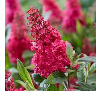 YouGarden Buddleia Butterfly Bush 'Candy Little Ruby' Florets in 9cm Pots, Butterfly and Bee Magnet, Supplied as Ready to Plant Established Plant, Perfect for Back Borders and Plant Pots
