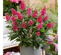 YouGarden Buddleia Butterfly Bush 'Candy Little Ruby' Florets in 9cm Pots, Butterfly and Bee Magnet, Supplied as Ready to Plant Established Plant, Perfect for Back Borders and Plant Pots