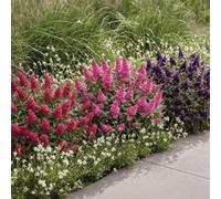 Yougarden Buddleia Butterfly Candy Collection 3 X 9Cm Pots Butterfly Bush
