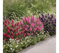 YouGarden Buddleia Butterfly Candy Collection 3 x 9cm Pots Butterfly Bush | Three Compact Fragrant Shrubs, Near-Black Purple, Cerise & Neon-Pink Plumes, Hardy To -18C, Small Gardens