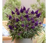 YouGarden Buddleia Butterfly Candy Little Blackberry 9cm Pot ButterflyBush | Almost-Black, Sweetly Scented Flower Plumes, Compact Rounded Habit, Hardy To -18C, Pots & Small Gardens