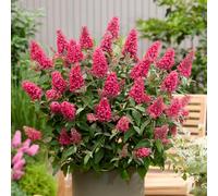 YouGarden Buddleia Butterfly Candy Little Bubblegum 9cm Pot Butterfly Bush | Neon-Pink Sweetly Scented Plumes, Compact 80cm Rounded Habit, Hardy To -18C, Patio Pots & Small Gardens