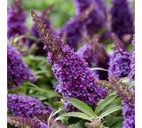 YouGarden Buddleia 'Butterfly Candy Little Purple', Pair of Standards in 18cm Pots, Established Lollipop Trees, 80-100cm Tall, Ready to Plant, Butterfly and Bee Magnets, For Pots and Garden Borders