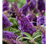 YouGarden Buddleia 'Butterfly Candy Little Purple', Pair of Standards in 18cm Pots, Established Lollipop Trees, 80-100cm Tall, Ready to Plant, Butterfly and Bee Magnets, For Pots and Garden Borders