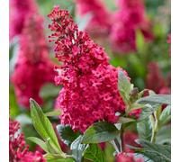 YouGarden Buddleia 'Butterfly Candy Little Ruby' Standard in 18cm Pot, Established Lollipop Tree, 80-100cm Tall, Ready to Plant, Butterfly and Bee Magnet, For Pots and Garden Borders