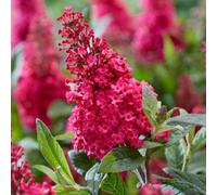 Yougarden Buddleia 'butterfly Candy Little Ruby' Standard In 18Cm Pot, Established Lollipop Tree, 80-100Cm Tall, Ready To Plant, B