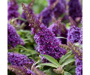 YouGarden Buddleia Butterfy Candy 'Little Purple' Standard in an 18...